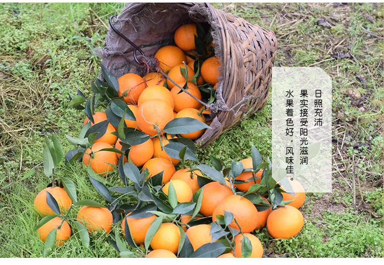 四川特产甜橙现摘新鲜橙子 新鲜水果手剥橙子 10斤装新鲜橙子现货示例图9