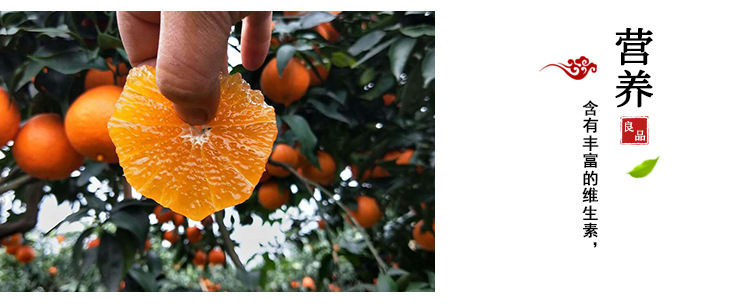 四川特产甜橙现摘新鲜橙子 新鲜水果手剥橙子 10斤装新鲜橙子现货示例图7
