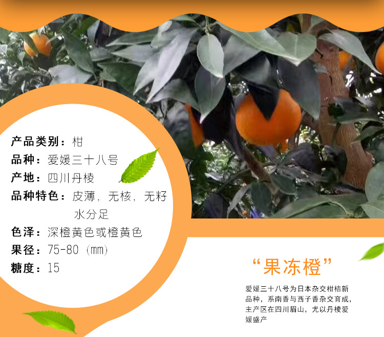 四川特产甜橙现摘新鲜橙子 新鲜水果手剥橙子 10斤装新鲜橙子现货示例图2
