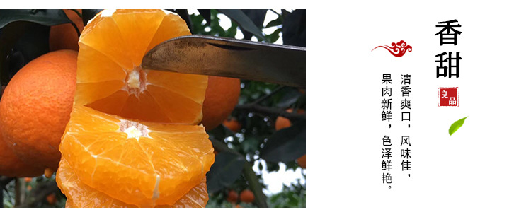 四川特产甜橙现摘新鲜橙子 新鲜水果手剥橙子 10斤装新鲜橙子现货示例图5