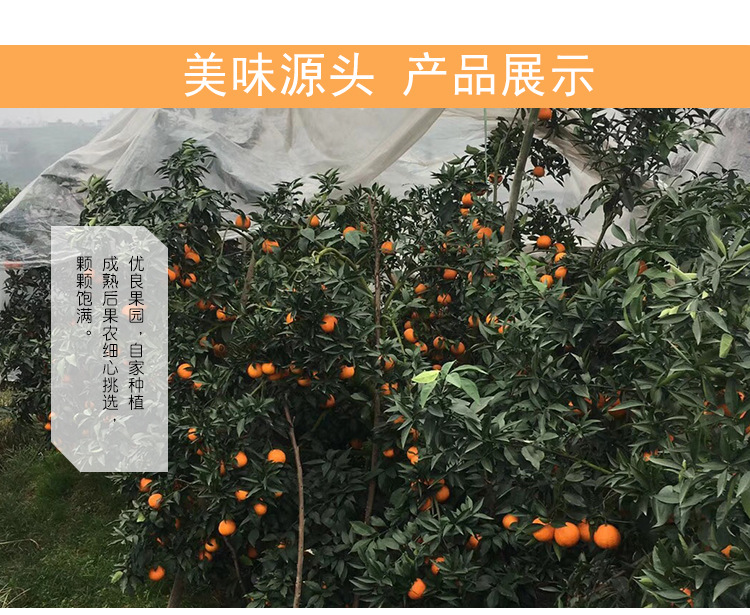 四川特产甜橙现摘新鲜橙子 新鲜水果手剥橙子 10斤装新鲜橙子现货示例图8