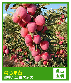 临沂新采樱桃种子 嫁接樱桃用毛樱桃种子 嫁接樱桃用的砧木种子示例图6
