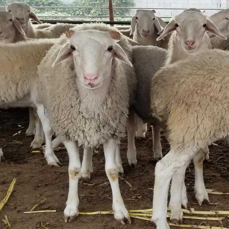 成年小尾寒羊种公羊 现代 小尾寒羊活体批发 养殖小尾寒羊 量大价优