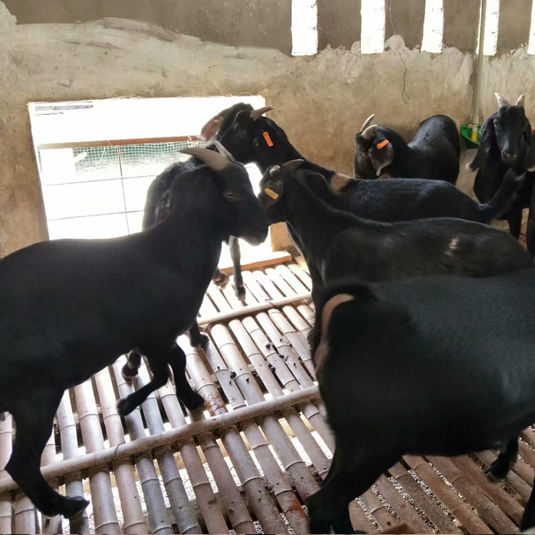 成年黑山羊 短毛黑山羊 3-6个月龄黑山羊羊羔价格 八壹 基地养殖