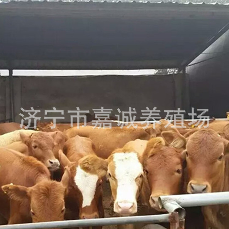 大型养殖场卖西门塔尔牛改良肉牛小牛犊 低价出售西门塔尔示例图2