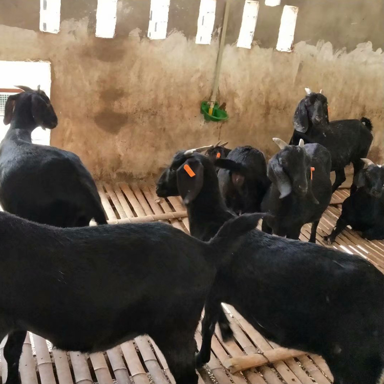 成年黑山羊 短毛黑山羊 3-6个月龄黑山羊羊羔价格 八壹 基地养殖