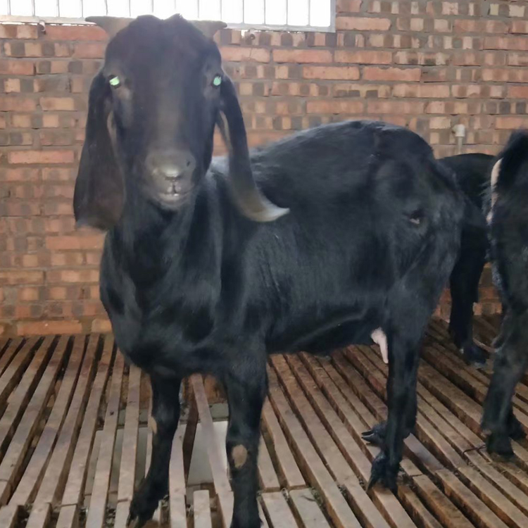 黑山羊苗市场报价 改良肉羊品种 黑山羊圈养 八壹 厂家出售