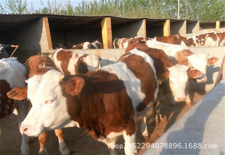 大型养殖场卖西门塔尔牛改良肉牛小牛犊 低价出售西门塔尔示例图13