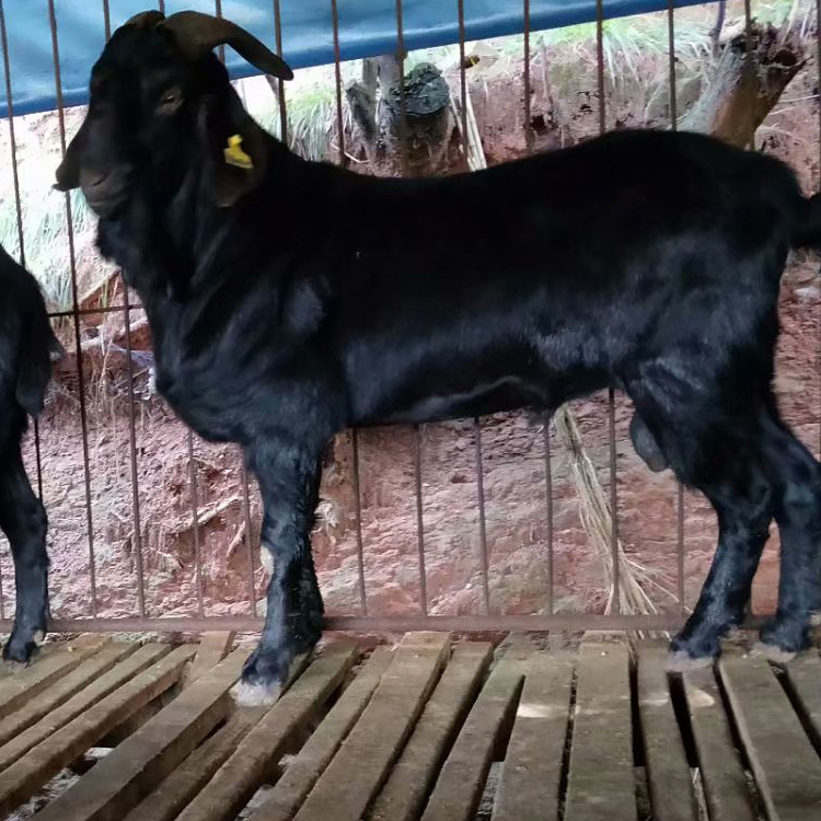 成年黑山羊 黑山羊怀孕母羊价格 三个月黑山羊苗 现代 批发便宜