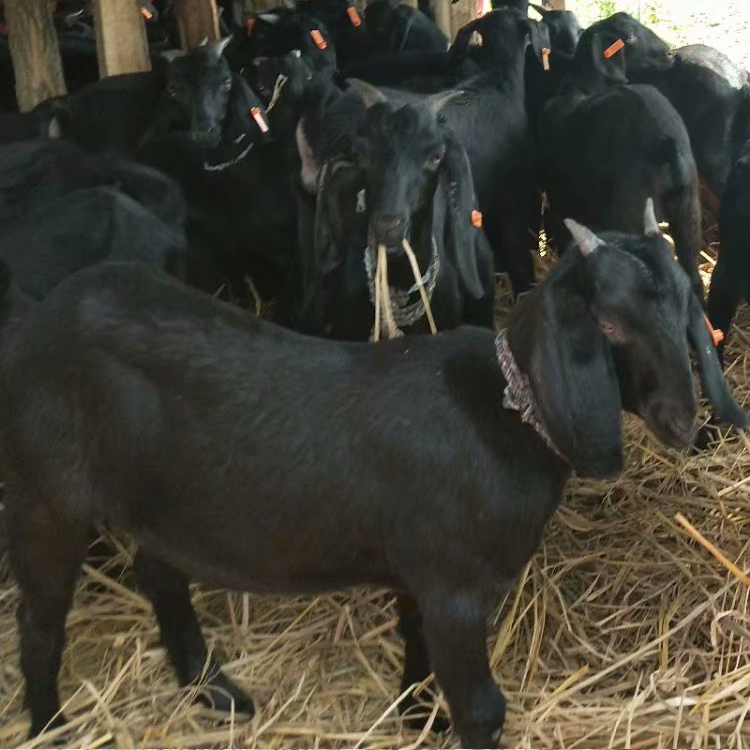 黑山羊苗市场报价 改良肉羊品种 黑山羊圈养 八壹 厂家出售