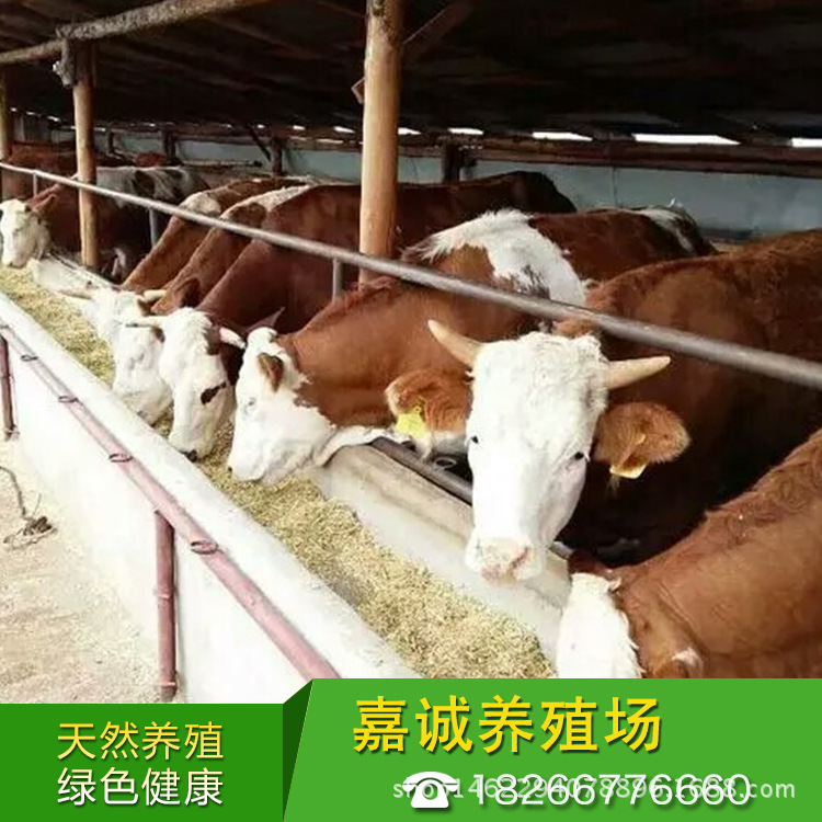 大型养殖场卖西门塔尔牛改良肉牛小牛犊 低价出售西门塔尔示例图7