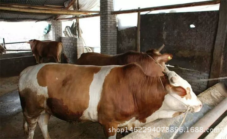 大型养殖场卖西门塔尔牛改良肉牛小牛犊 低价出售西门塔尔示例图10
