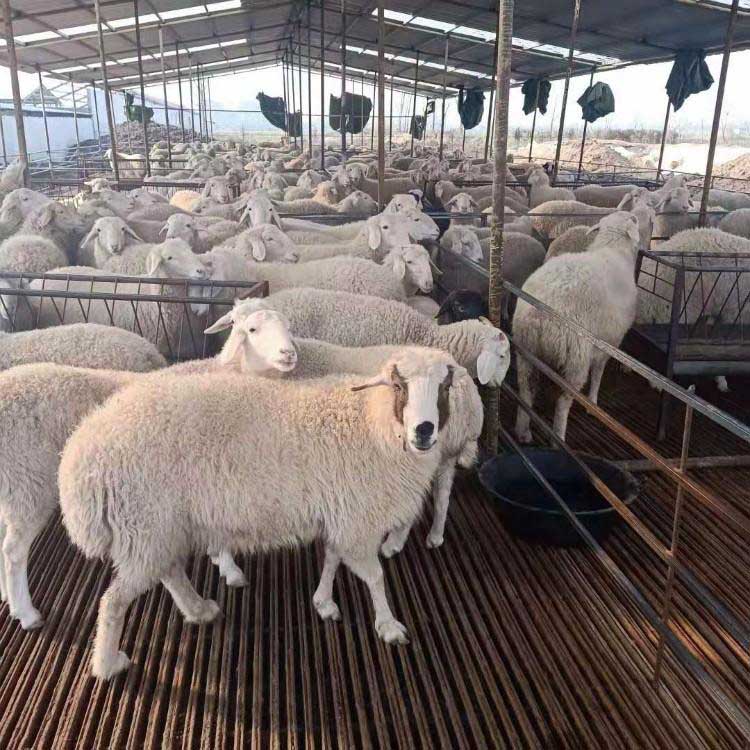 小尾寒羊种羊场 大量供应肉羊小尾寒羊 小尾寒羊活羊 八壹 厂家直售