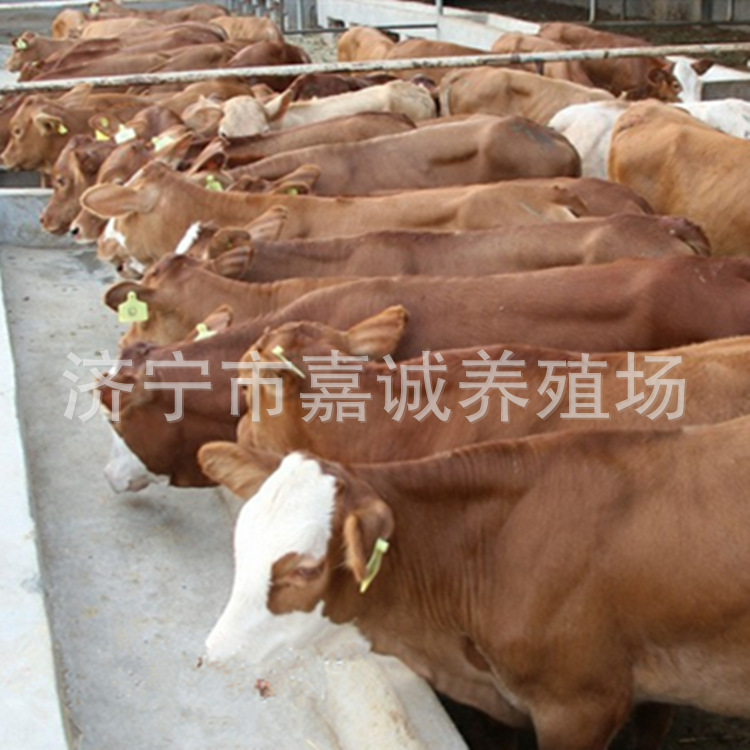 大型养殖场卖西门塔尔牛改良肉牛小牛犊 低价出售西门塔尔示例图5