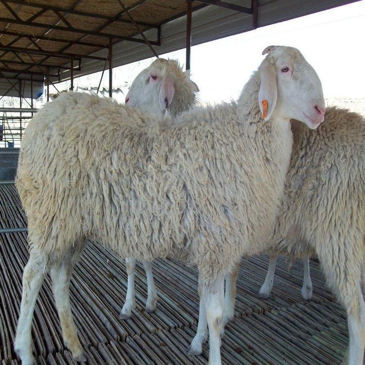 供应小尾寒羊波尔山羊 小尾寒羊种养 小尾寒羊种公羊羊羔 八壹 基地养殖