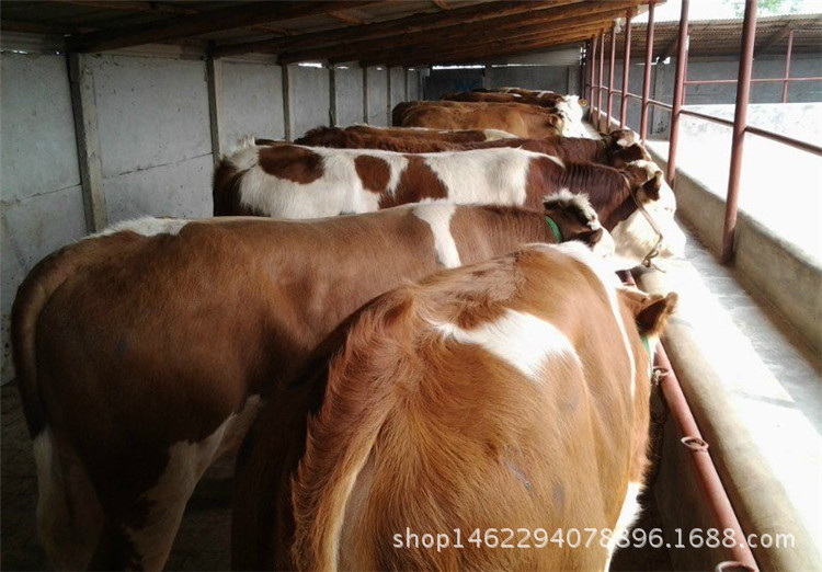 大型养殖场卖西门塔尔牛改良肉牛小牛犊 低价出售西门塔尔示例图12