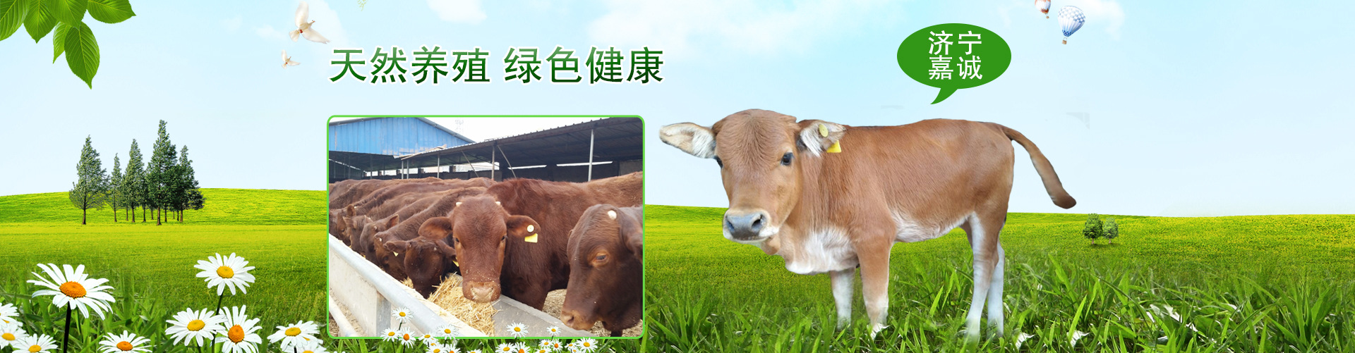 西门塔尔牛致富好项目 出售各种肉牛犊 养牛基地种类多品种全嘉诚示例图1