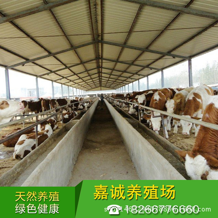 大型养殖场卖西门塔尔牛改良肉牛小牛犊 低价出售西门塔尔示例图8