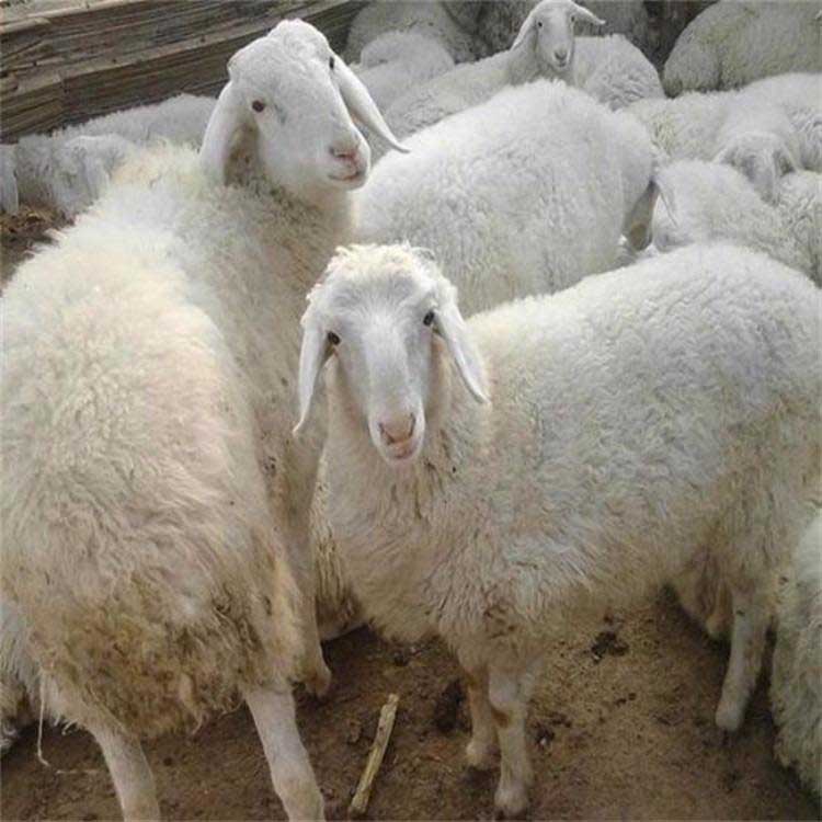 成年小尾寒羊种公羊 现代 小尾寒羊活体批发 养殖小尾寒羊 量大价优