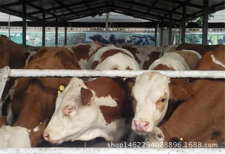 大型养殖场卖西门塔尔牛改良肉牛小牛犊 低价出售西门塔尔示例图11