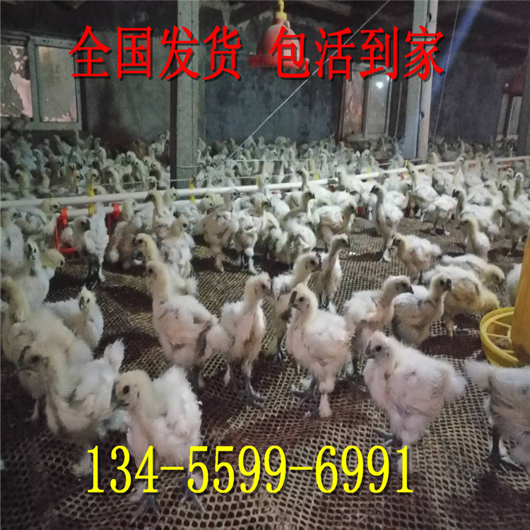 纯种红玉鸡苗价格 龙翔 出售批发 大棚养红玉鸡苗 红玉鸡孵化场示例图33
