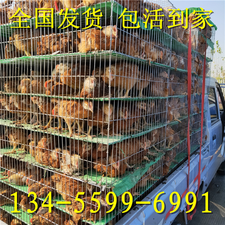 纯种红玉鸡苗价格 龙翔 出售批发 大棚养红玉鸡苗 红玉鸡孵化场示例图10