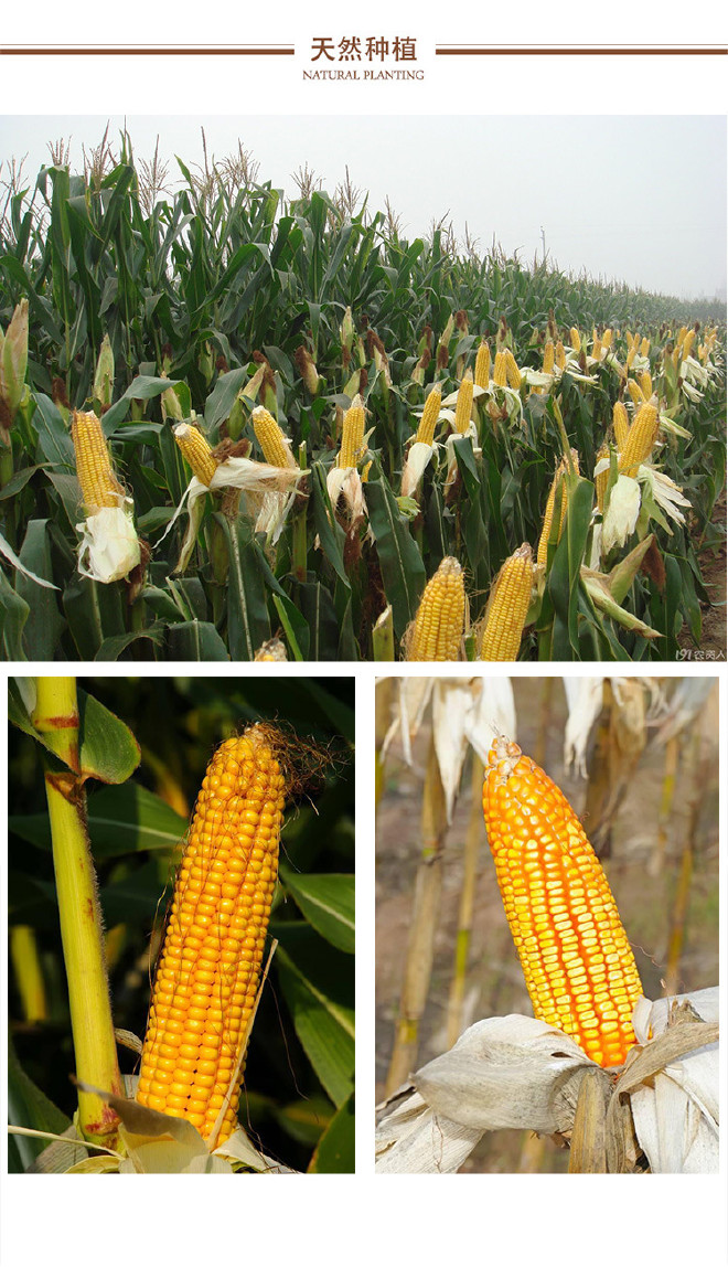 农场玉米渣五谷杂粮玉米糁 苞米茬 健康粗粮 一件代发示例图7