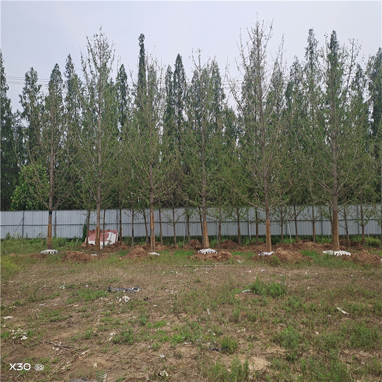 10-30公分银杏树 现货供应 直销各种规格银杏树