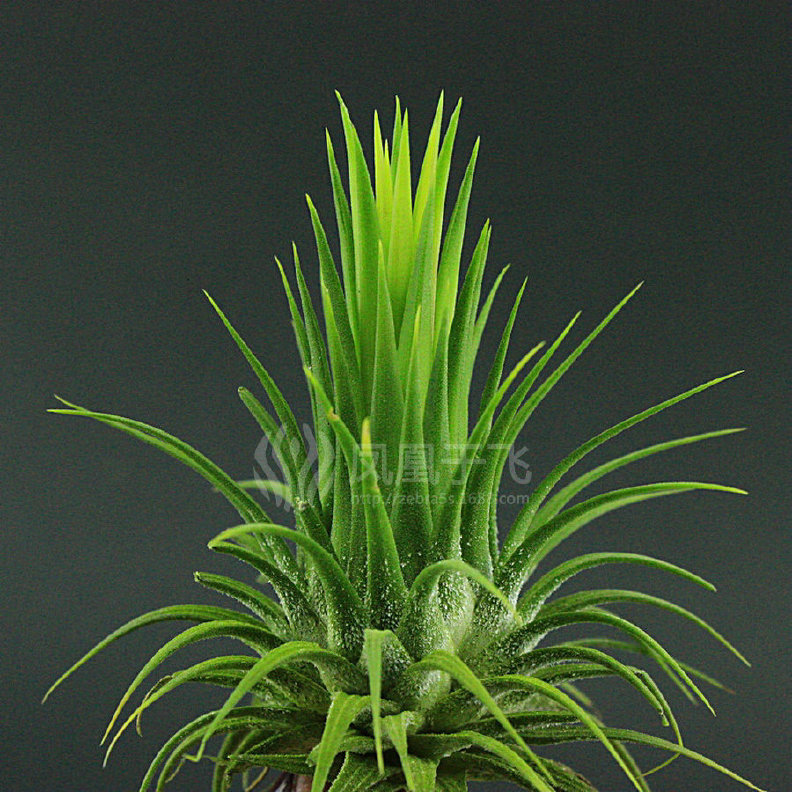 空气凤梨 锥头/球头精灵 Tillandsia Ionantha conehead 神奇植物示例图1