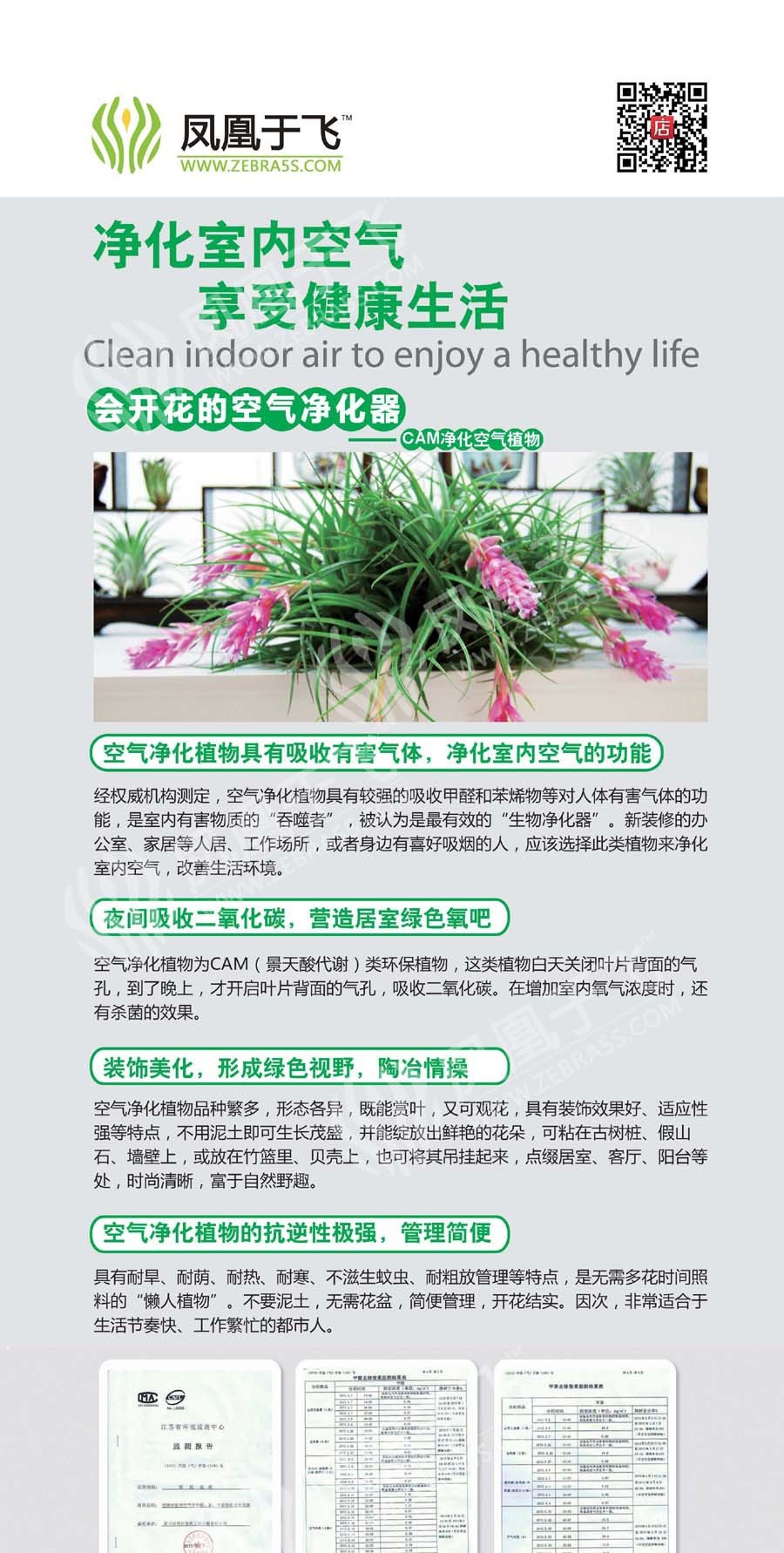 空气凤梨 龙精灵T. ionantha Ron 神奇懒人植物 微景观造景花卉示例图5