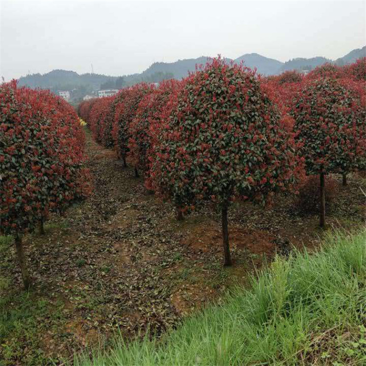 天诚苗圃 8-150公分红叶石楠树 1.5冠幅精品红叶石楠球 成活率高