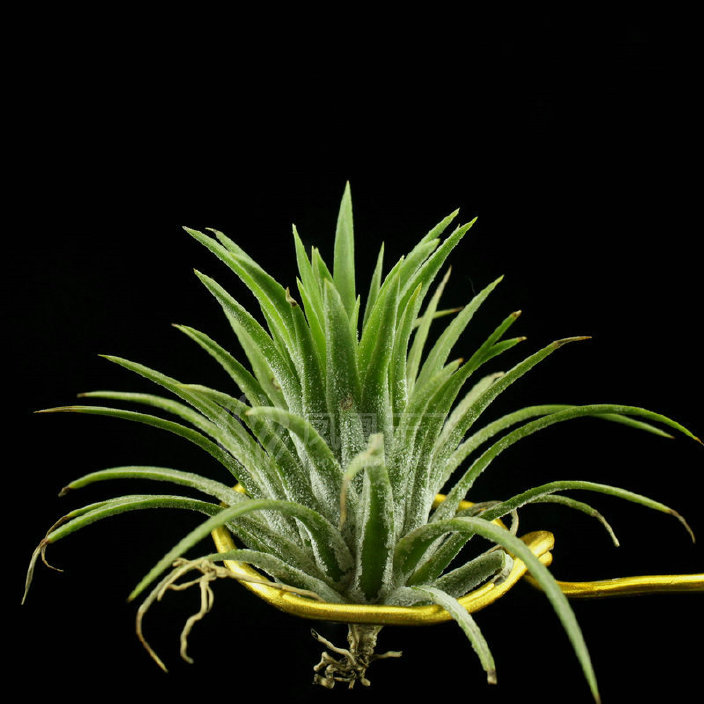 空气凤梨 龙精灵T. ionantha Ron 神奇懒人植物 微景观造景花卉示例图1
