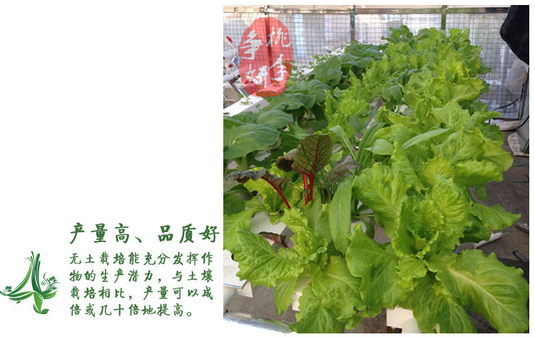 无公害蔬菜种菜 阳台种植 蔬菜花架 横排八管圆管自动水培设备示例图4