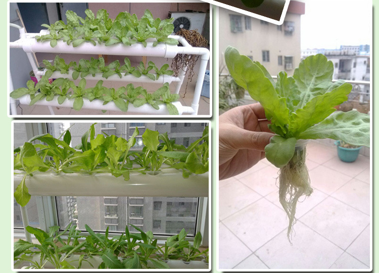 全自动浇水无土栽培水耕种植方管 阳台瓜果蔬菜智能水培设备植物示例图18