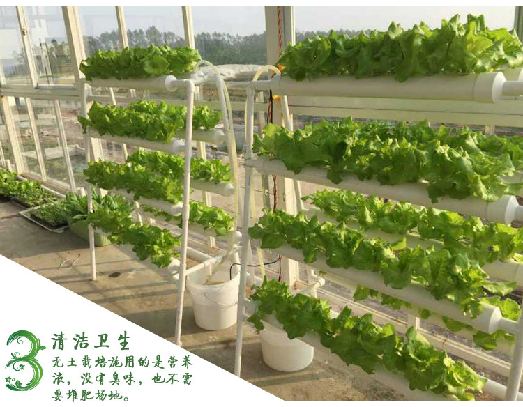 全自动浇水无土栽培水耕种植方管 阳台瓜果蔬菜智能水培设备植物示例图3