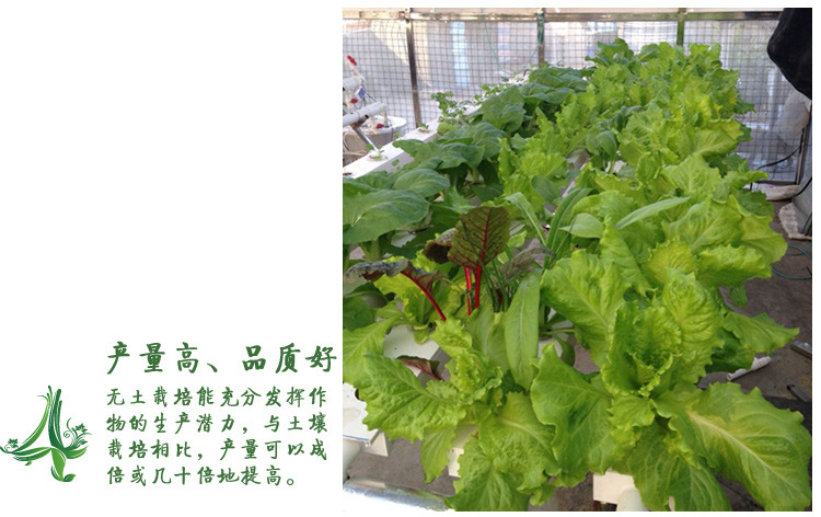全自动浇水无土栽培水耕种植方管 阳台瓜果蔬菜智能水培设备植物示例图4