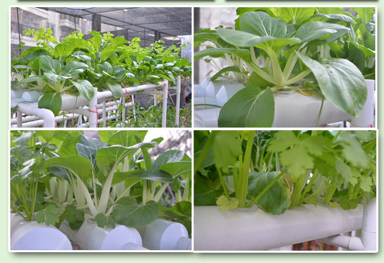 全自动浇水无土栽培水耕种植方管 阳台瓜果蔬菜智能水培设备植物示例图19