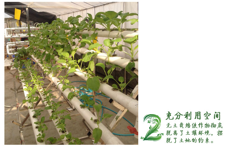 全自动浇水无土栽培水耕种植方管 阳台瓜果蔬菜智能水培设备植物示例图2