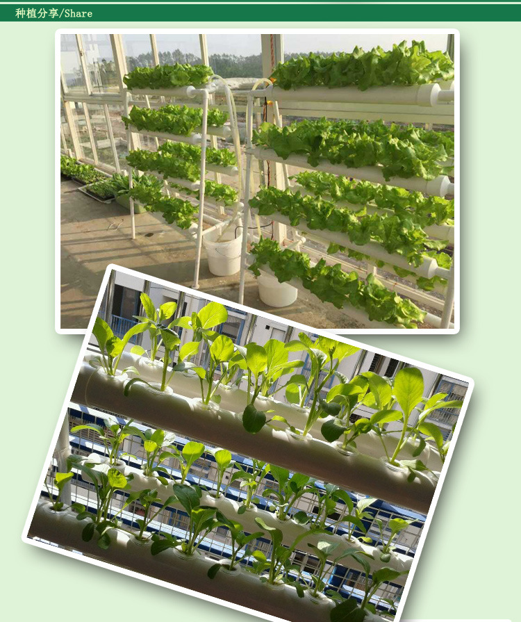 全自动浇水无土栽培水耕种植方管 阳台瓜果蔬菜智能水培设备植物示例图17
