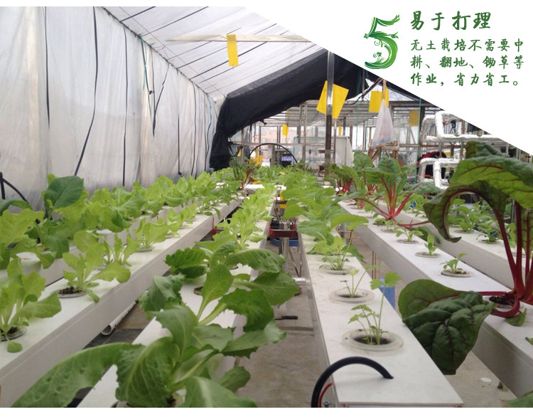 全自动浇水无土栽培水耕种植方管 阳台瓜果蔬菜智能水培设备植物示例图5
