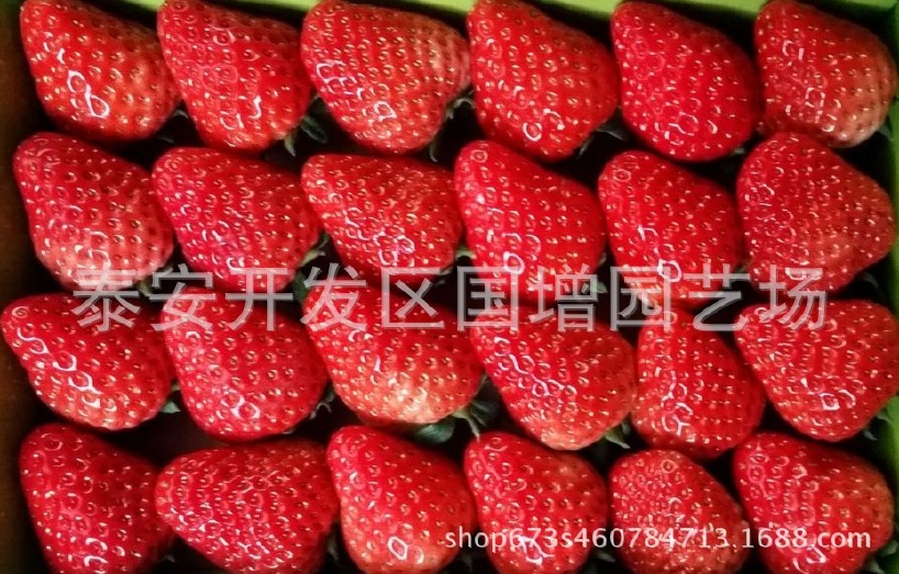 四季结果 草莓苗 盆栽草莓 牛奶草莓 红颜草莓 章姬草莓苗批发示例图5