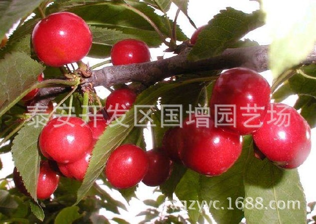 出售巴西樱桃树 1-5公分 好成活 布鲁克斯樱桃树  美早大樱桃树示例图3