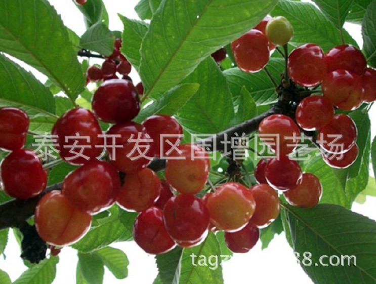 出售巴西樱桃树 1-5公分 好成活 布鲁克斯樱桃树  美早大樱桃树示例图7