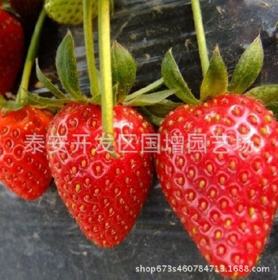 四季结果 草莓苗 盆栽草莓 牛奶草莓 红颜草莓 章姬草莓苗批发示例图4