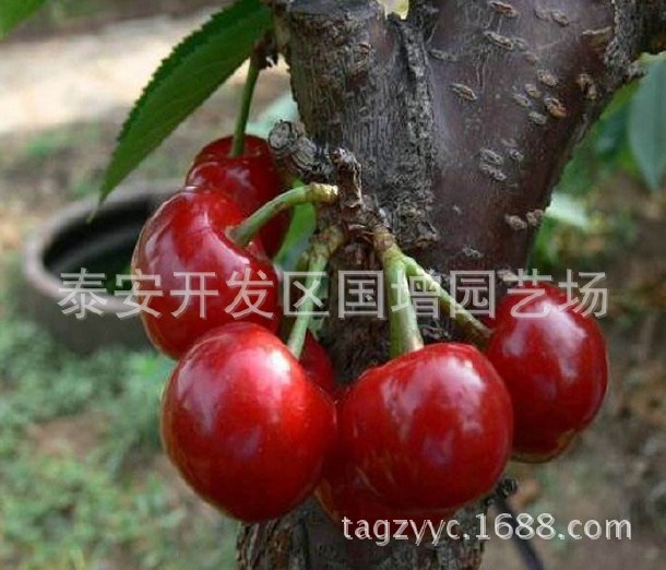 出售巴西樱桃树 1-5公分 好成活 布鲁克斯樱桃树  美早大樱桃树示例图5