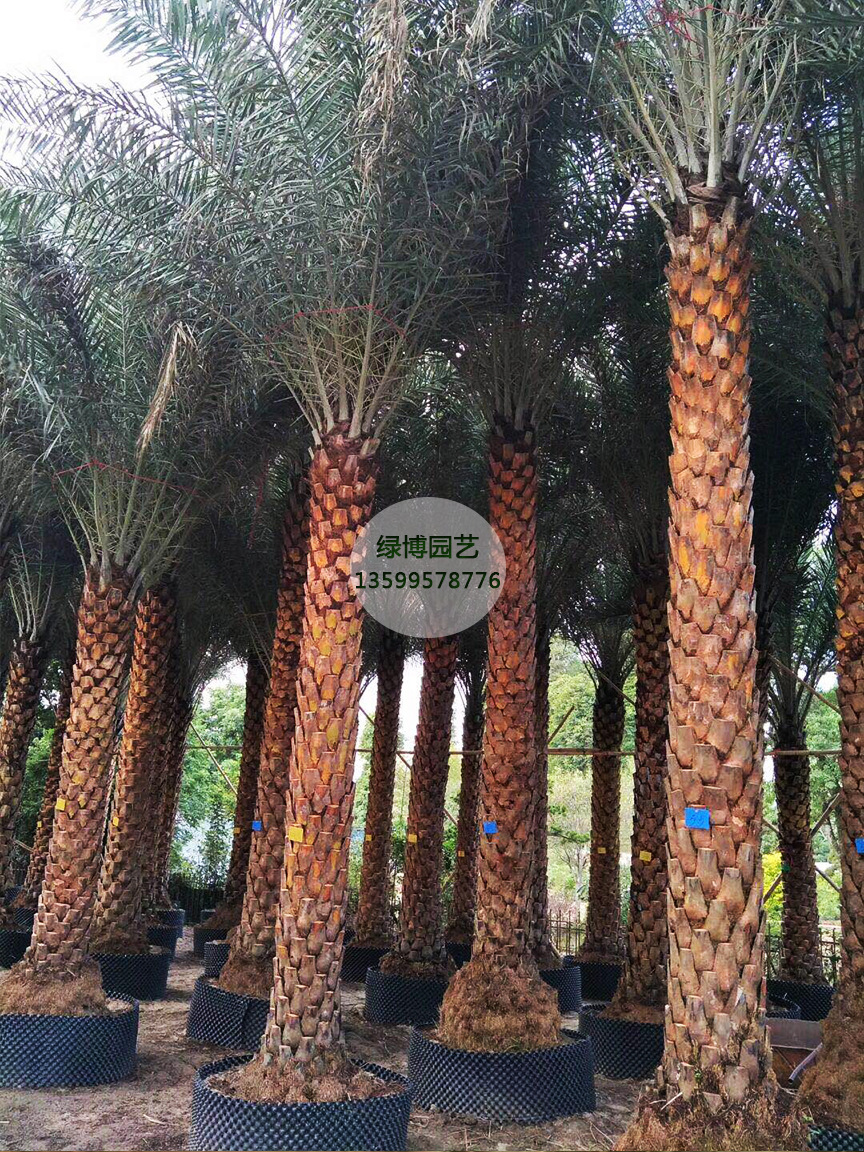 福建棕榈科生产基地 漳州中东海枣靠谱批发商示例图7