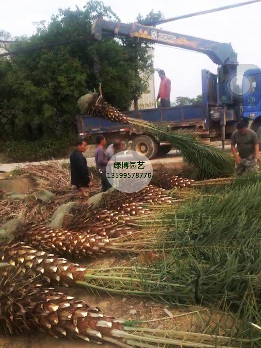 福建棕榈科生产基地 漳州中东海枣靠谱批发商示例图11