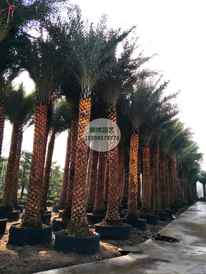 漳州专供精品银海枣基地 中东海枣选择绿博园艺场示例图11