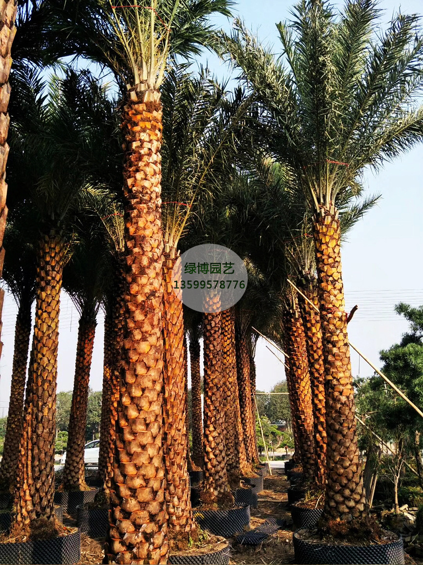福建棕榈科生产基地 漳州中东海枣靠谱批发商示例图6