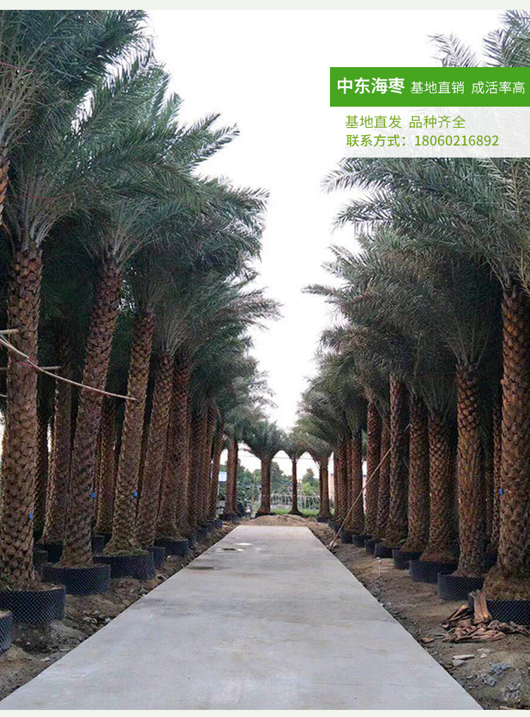 中东海枣大型棕榈 可接工程小区别墅园林树 中东海枣苗圃直销批发示例图10